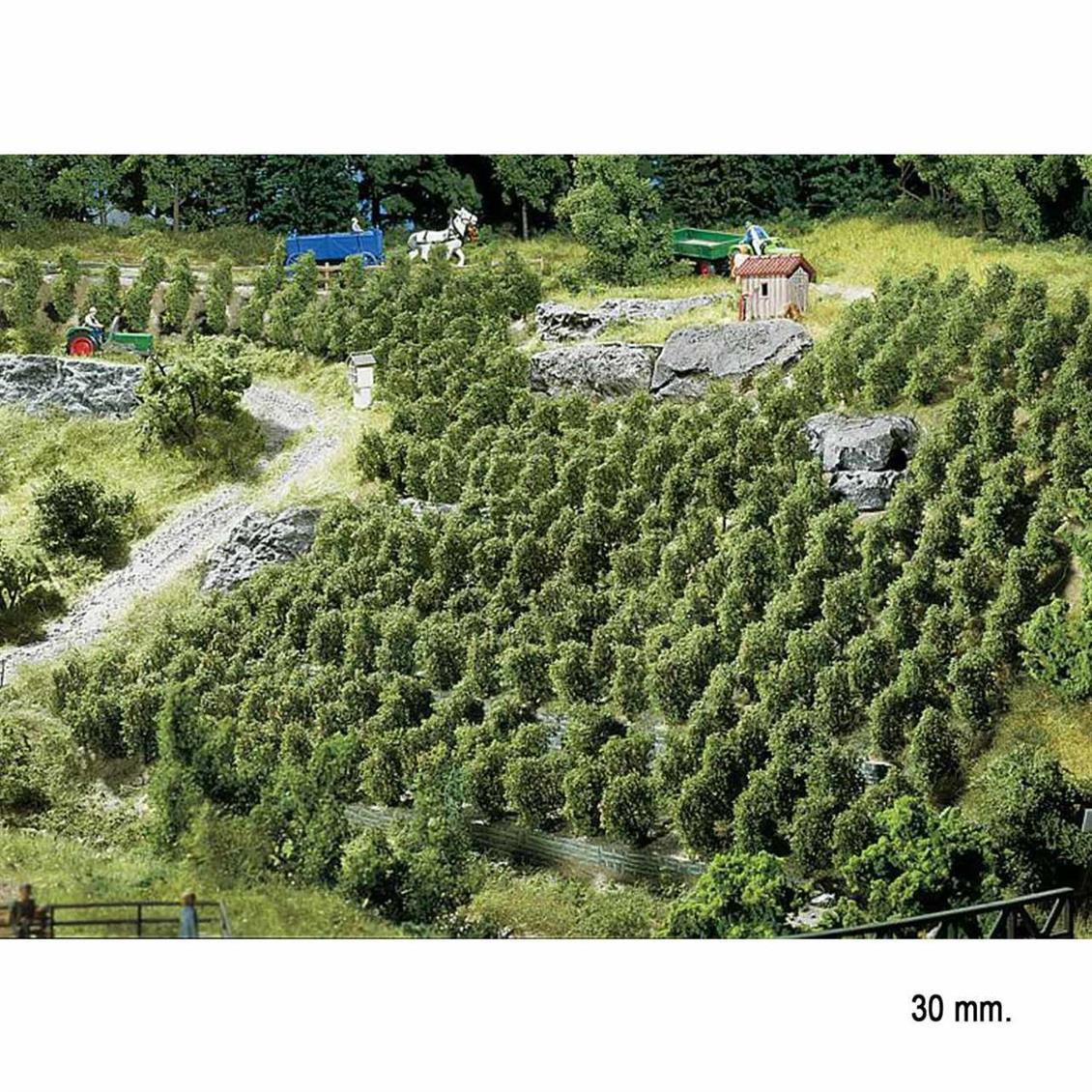 Üzüm Asmaları ( 36 Adet), Faller 181490