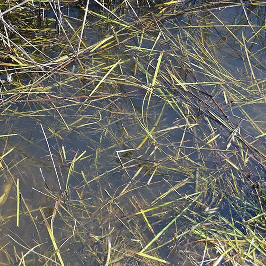 AK Interactive 8008 250 ml. Akrilik Durgun Su Dokusu - Görsel 2