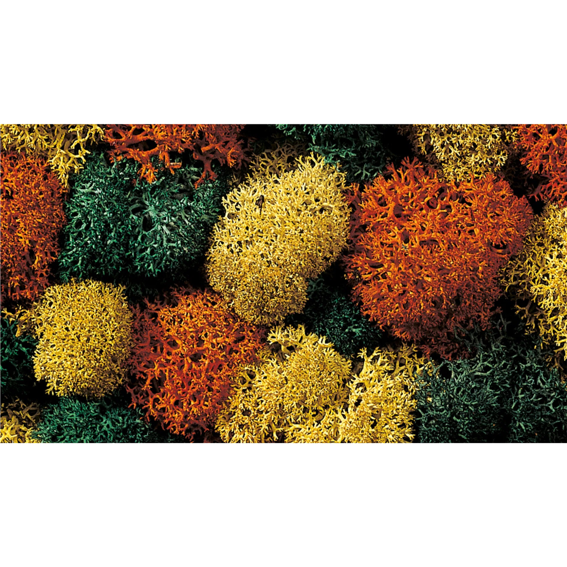 Sonbahar Renkleri Liken Diorama Malzemesi